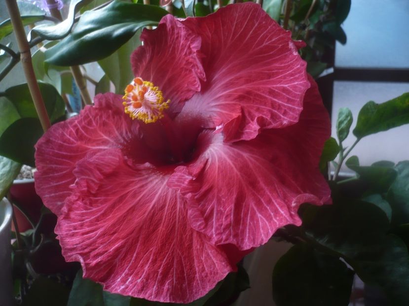 P1470267 - HIBISCUSI 2020-5
