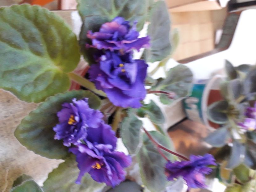  - A aaa VIOLETE