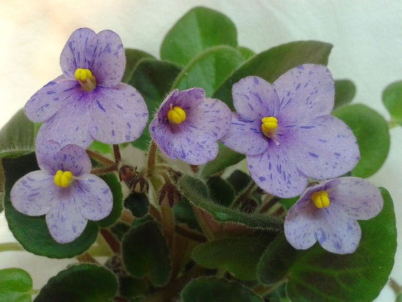  - A aaa VIOLETE