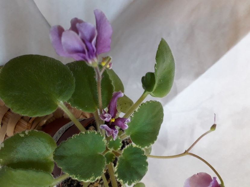  - A aaa VIOLETE