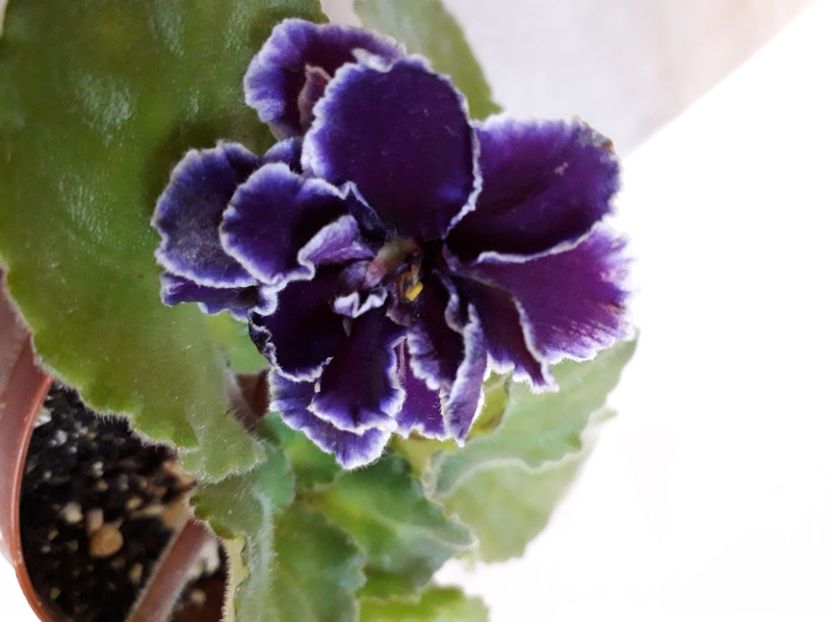  - A aaa VIOLETE