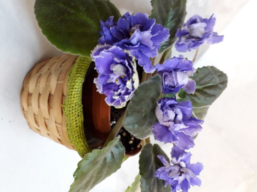  - A aaa VIOLETE