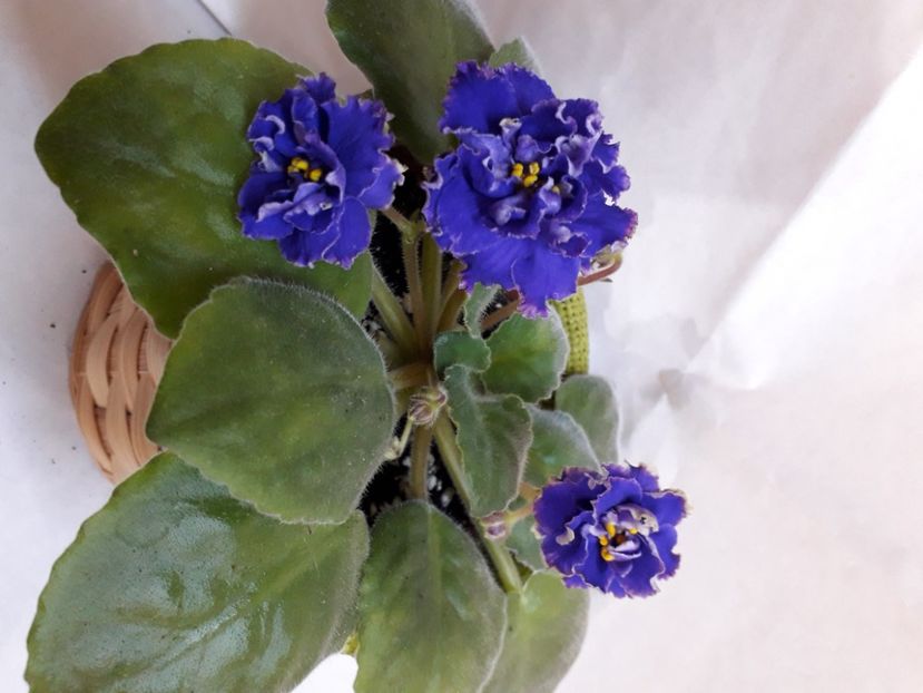  - A aaa VIOLETE