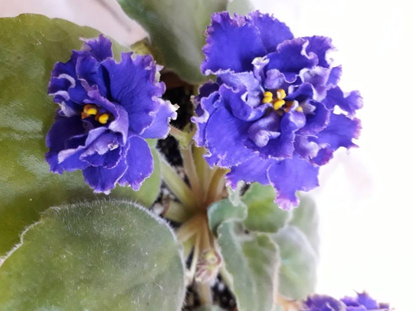  - A aaa VIOLETE