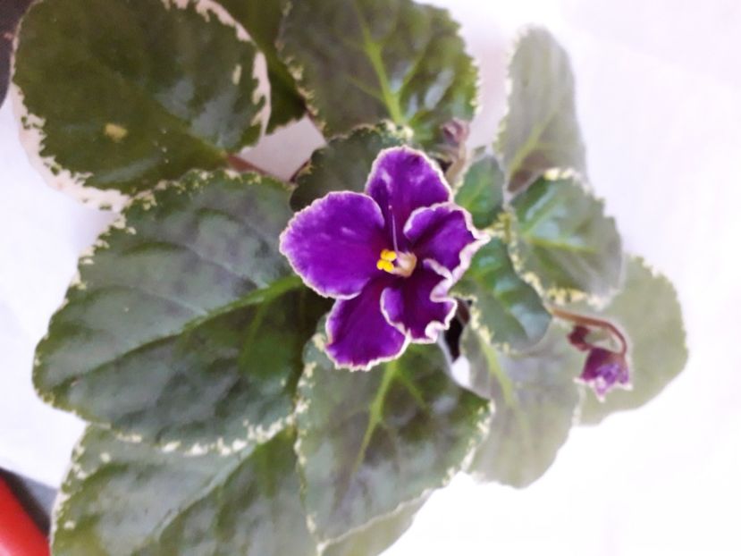  - A aaa VIOLETE