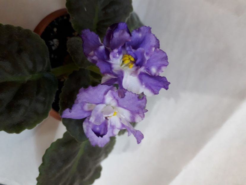  - A aaa VIOLETE
