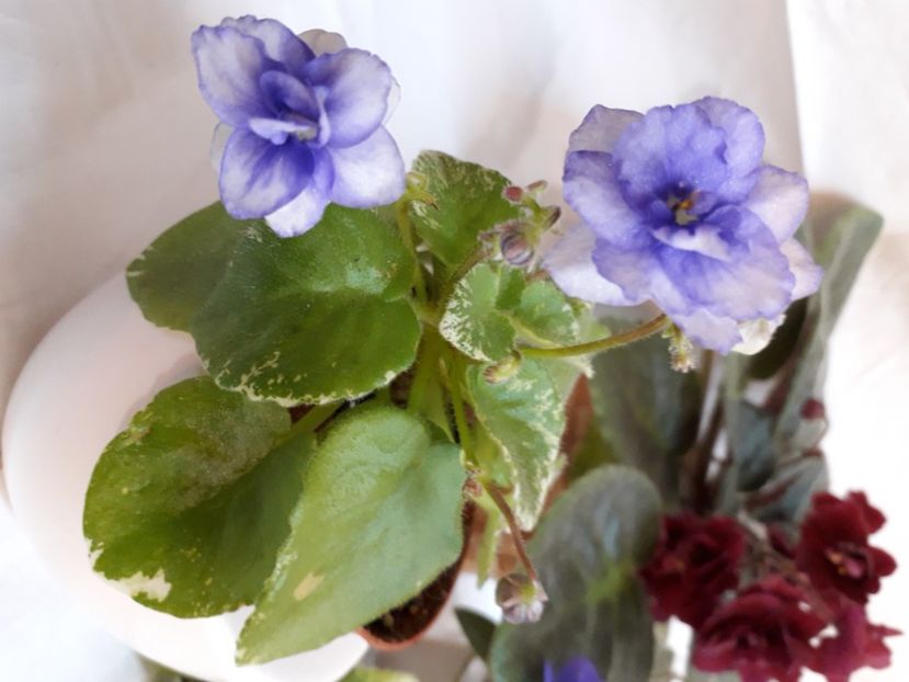  - A aaa VIOLETE