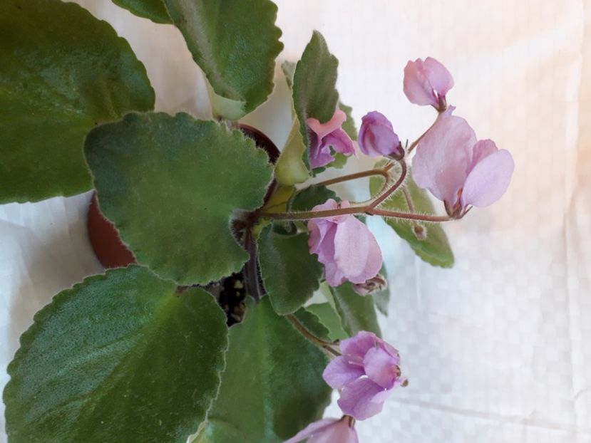  - A aaa VIOLETE