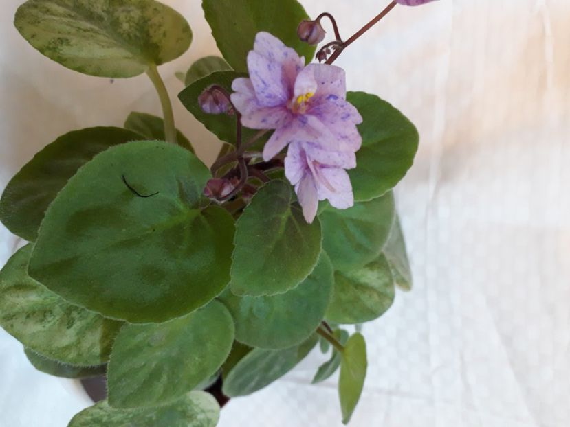  - A aaa VIOLETE