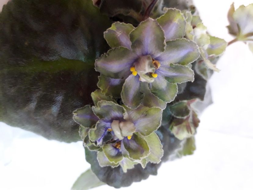  - A aaa VIOLETE