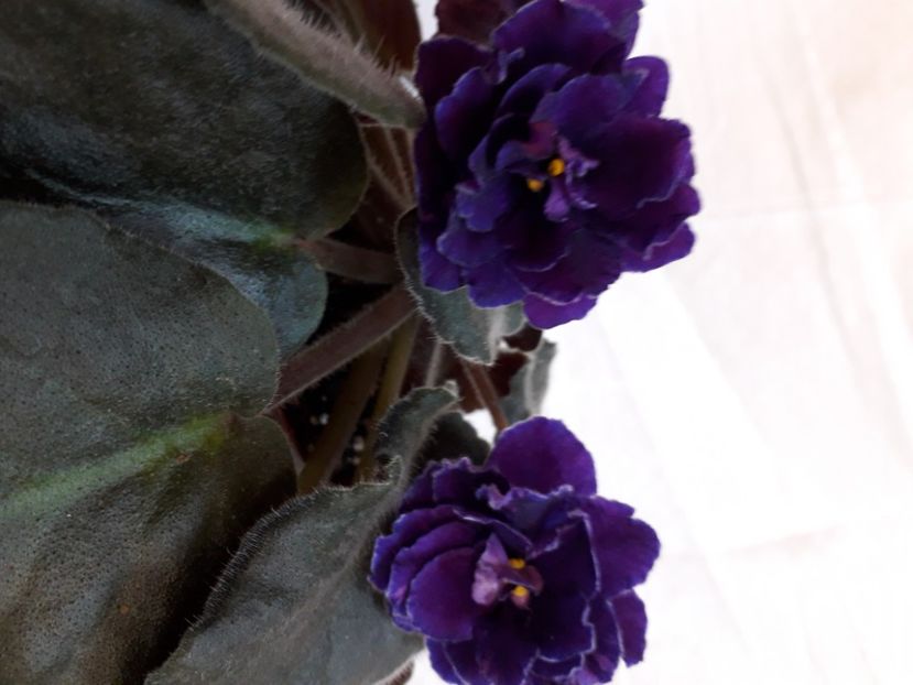  - A aaa VIOLETE