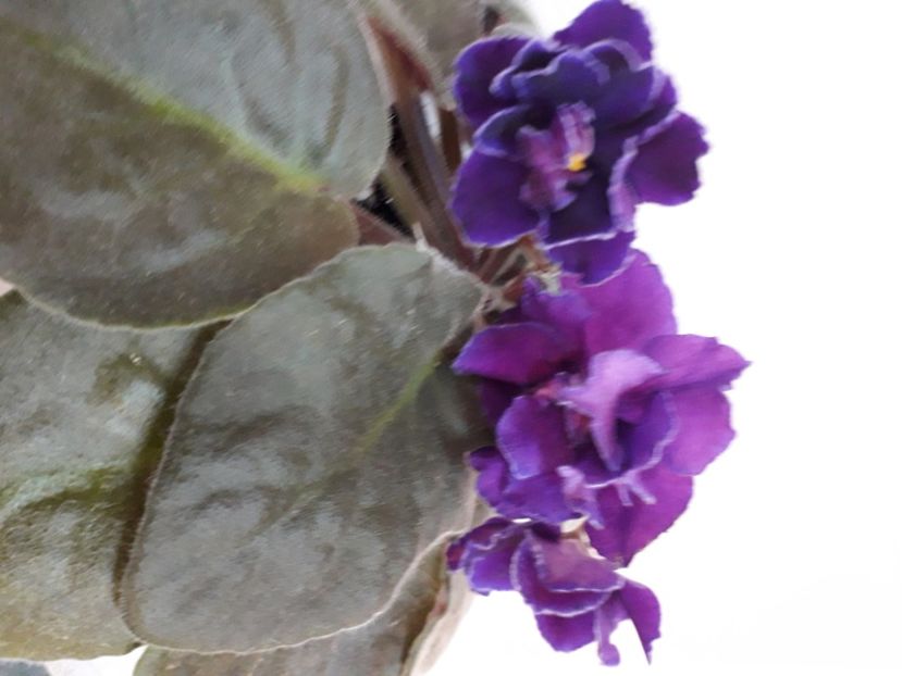  - A aaa VIOLETE