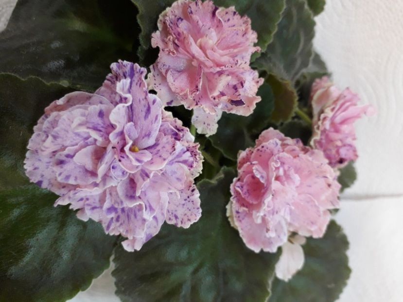  - A aaa VIOLETE
