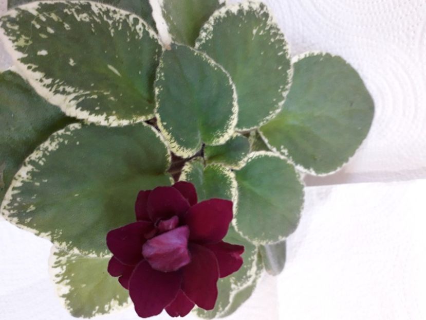  - A aaa VIOLETE
