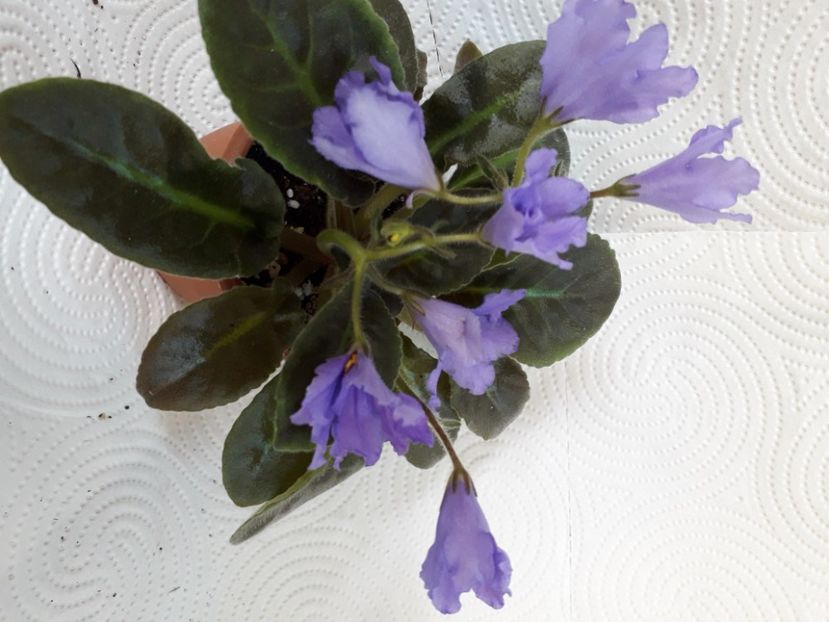  - A aaa VIOLETE