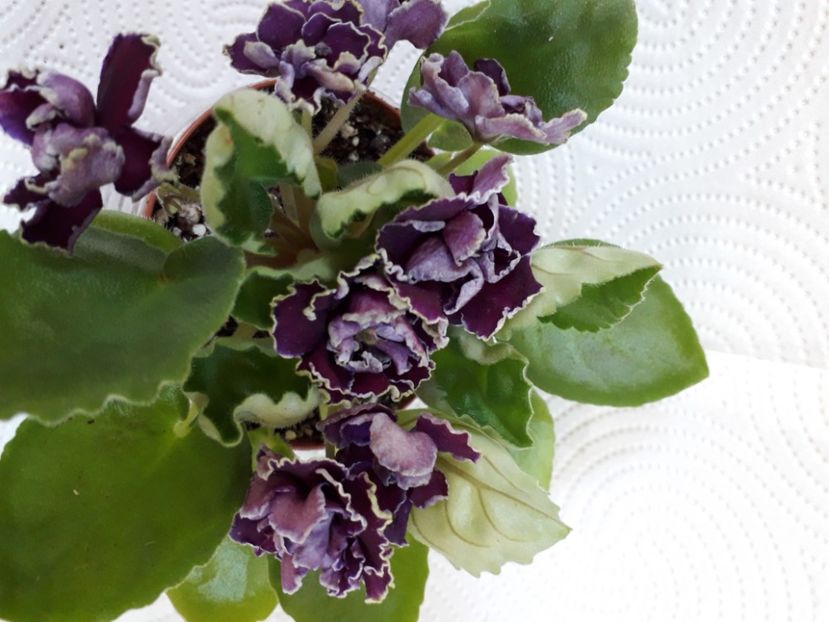  - A aaa VIOLETE