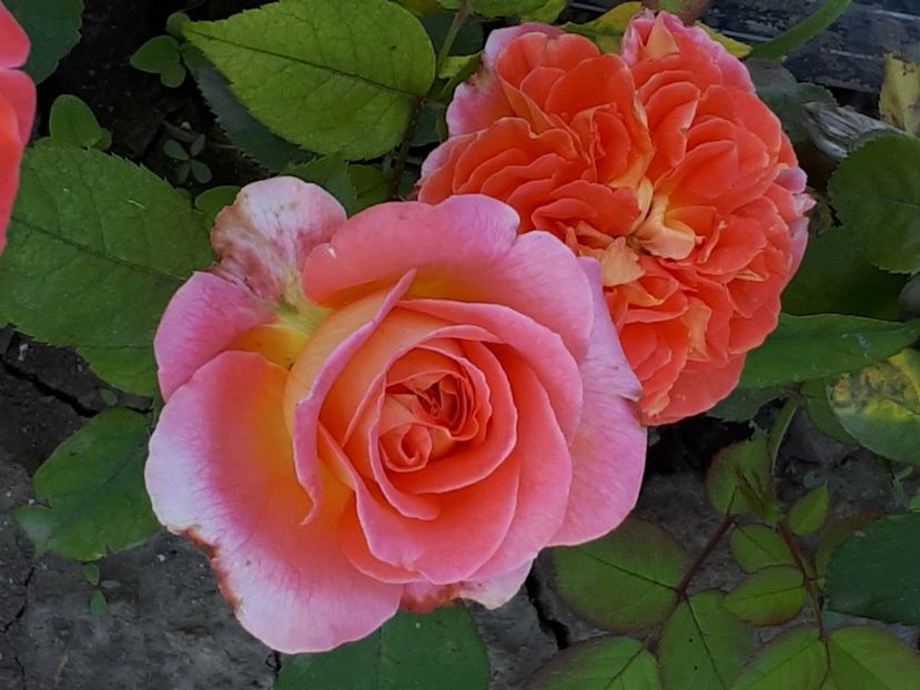  - Notre Dame du Rosaire