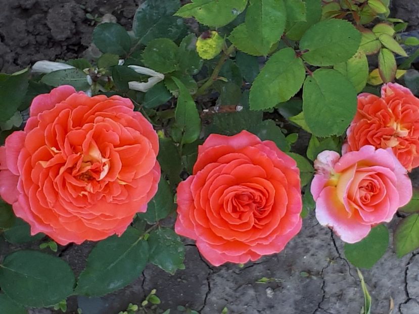  - Notre Dame du Rosaire