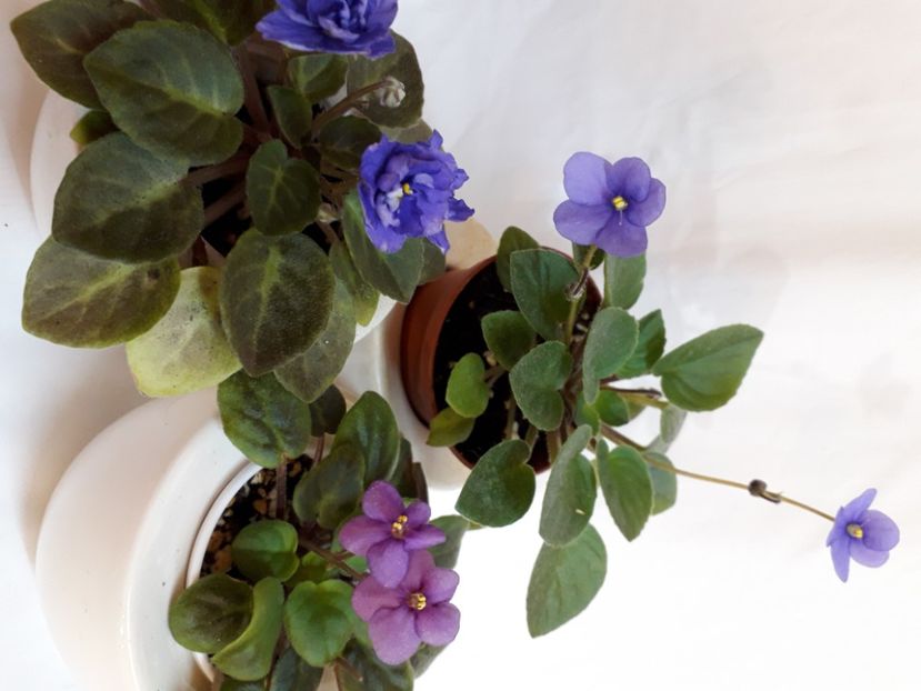  - A aaa VIOLETE