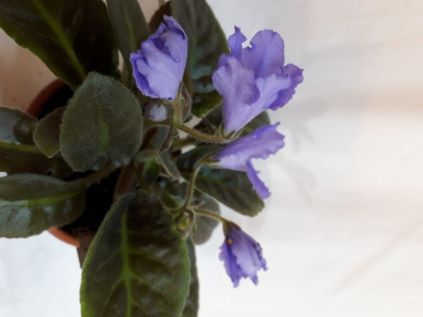  - A aaa VIOLETE