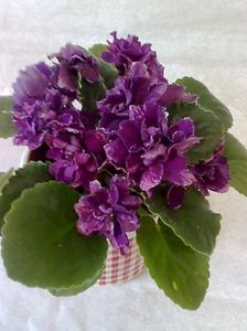  - A aaa VIOLETE