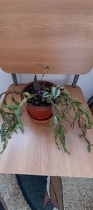 4 Schlumbergera si un puiut de Tradescantia zebrina - Salvate