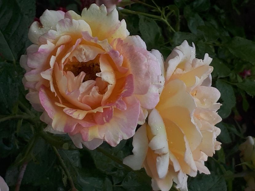  - Rose de Cisterciens-delbard