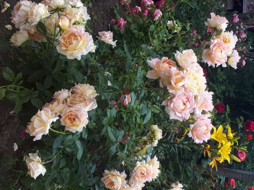  - Rose de Cisterciens-delbard