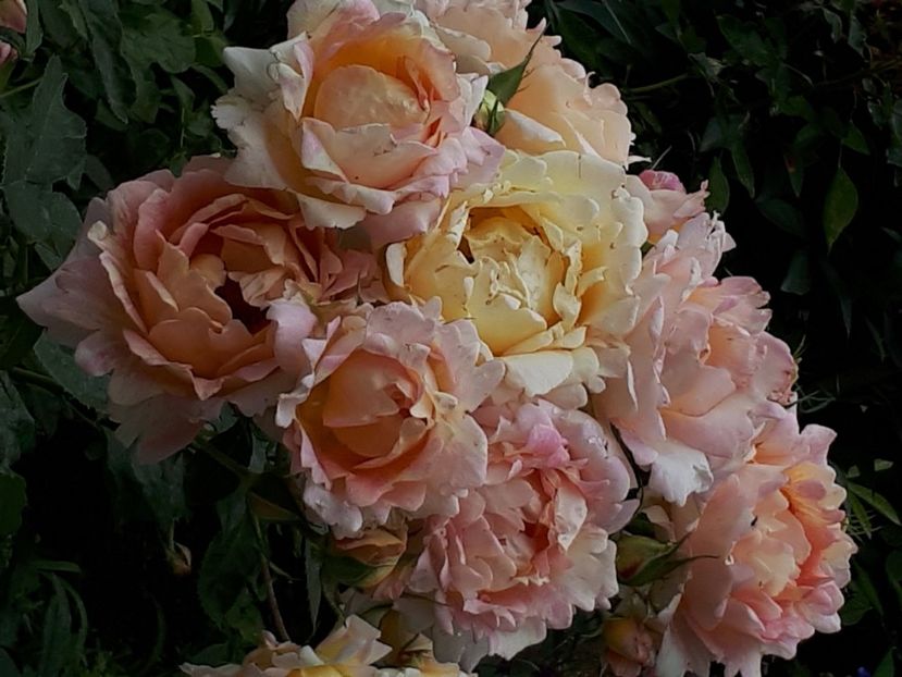  - Rose de Cisterciens-delbard