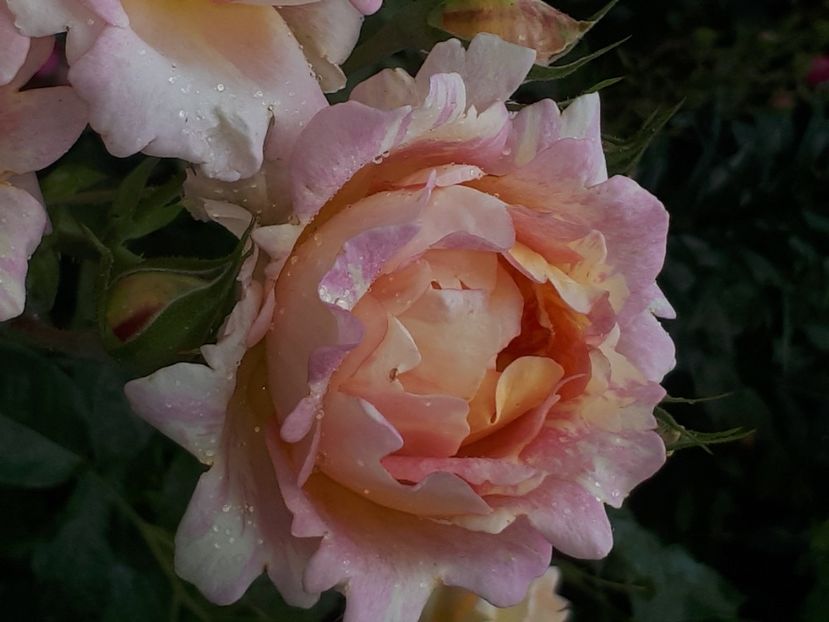  - Rose de Cisterciens-delbard