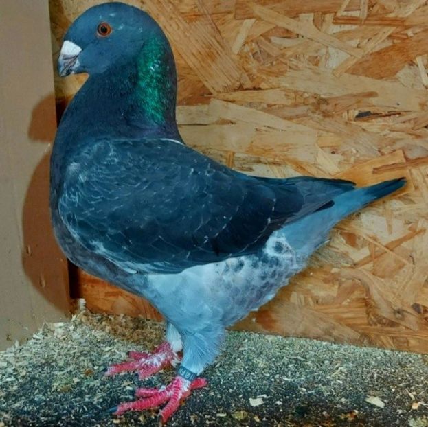  - 3---AGH DAȚI 2019 - 2025