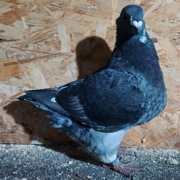  - 3---AGH DAȚI 2019 - 2025