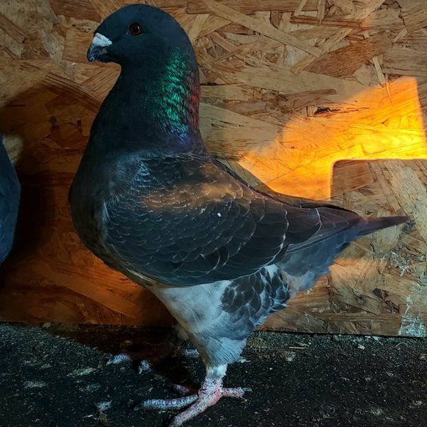  - 3---AGH DAȚI 2019 - 2025