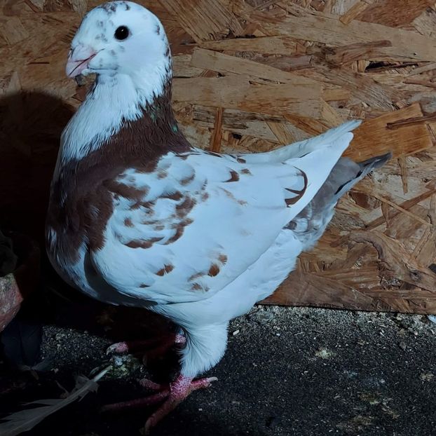 received_1014045262339126 - 3---AGH DAȚI 2019 - 2025