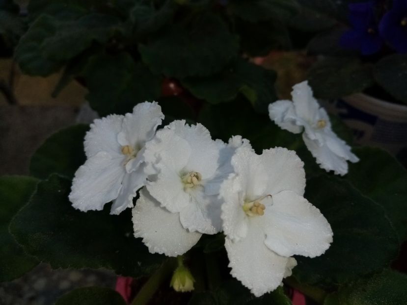  - Soiuri industriale-yyy