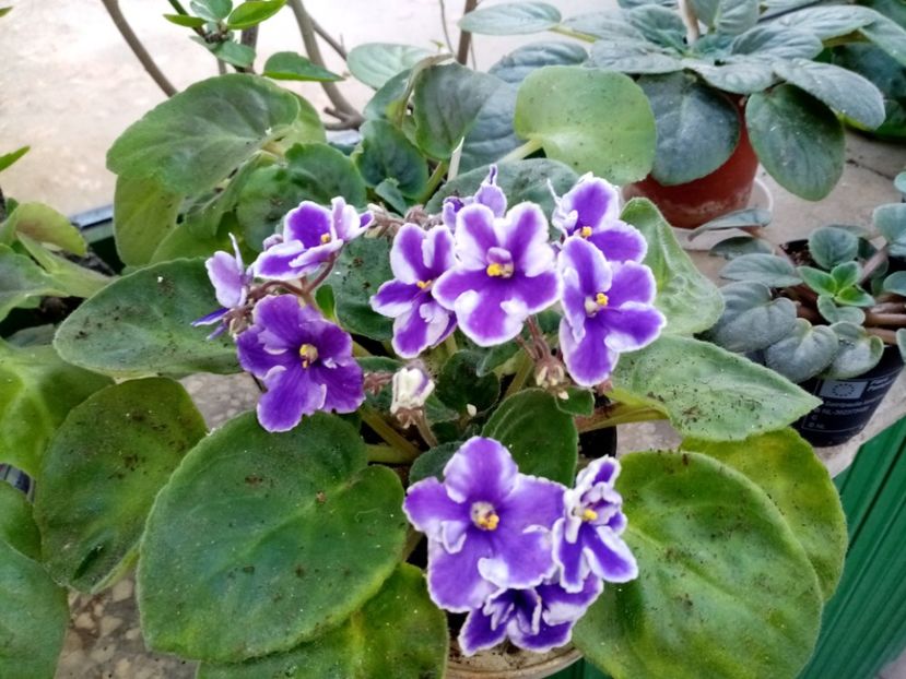  - Soiuri industriale-yyy