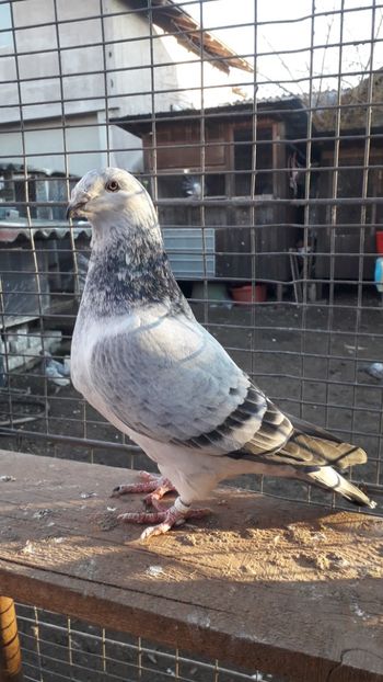 FEMELĂ 2019 - CUCI STANDARD