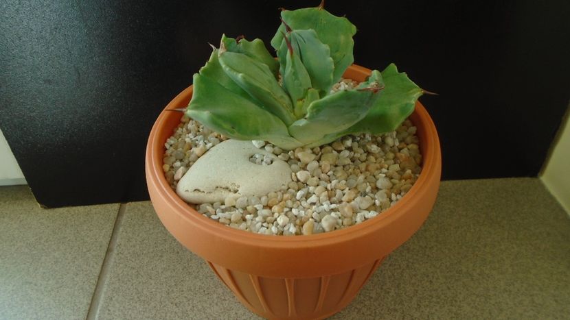 Agave isthmensis f. monstrose - Agave - Yucca si Dracaena 2020