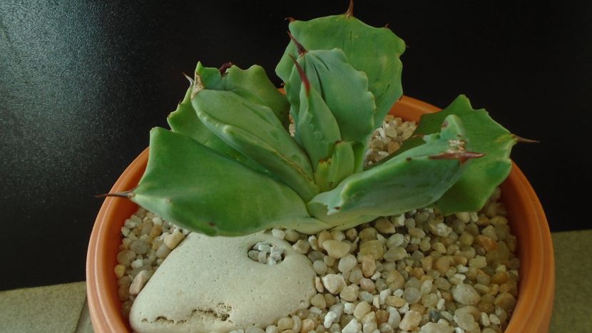 Agave isthmensis f. monstrose - Agave - Yucca si Dracaena 2020