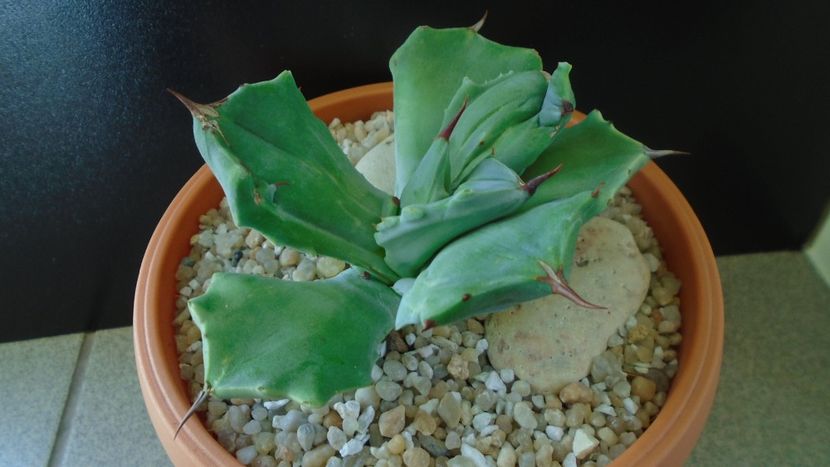 Agave isthmensis f. monstrose - Agave - Yucca si Dracaena 2020