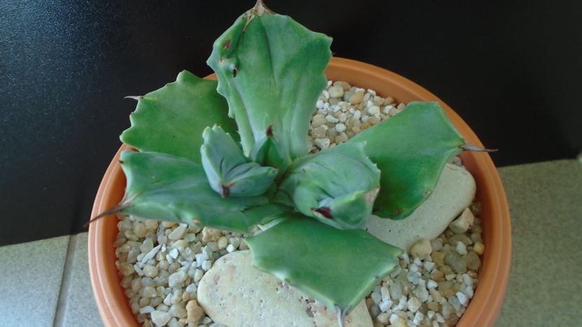 Agave isthmensis f. monstrose - Agave - Yucca si Dracaena 2020