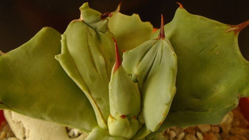 Agave isthmensis f. monstrose - Agave - Yucca si Dracaena 2020