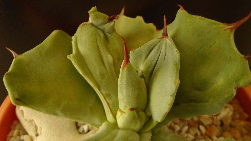 Agave isthmensis f. monstrose - Agave - Yucca si Dracaena 2020
