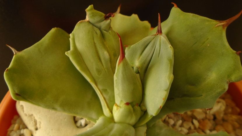 Agave isthmensis f. monstrose - Agave - Yucca si Dracaena 2020