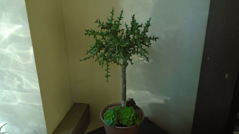 Euphorbia stenoclada - Suculente 2020