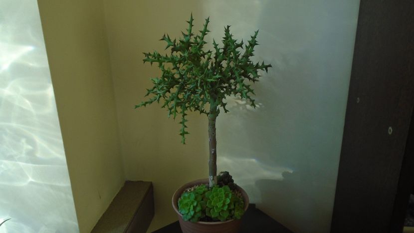 Euphorbia stenoclada - Suculente 2020