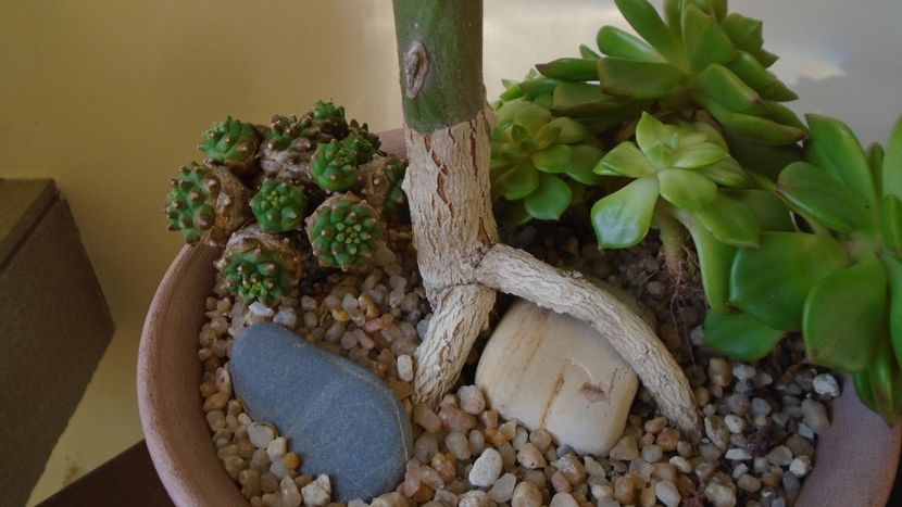 Euphorbia stenoclada, detalii - Suculente 2020