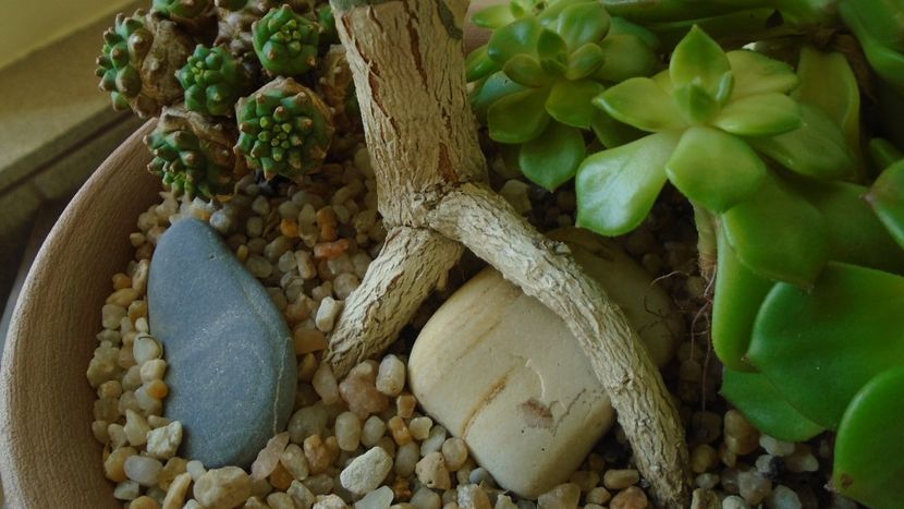 Euphorbia stenoclada, detalii - Suculente 2020