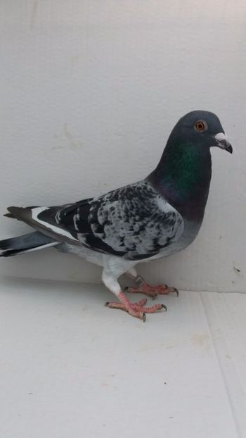 M 2020 vandut - De! voiajori vanduti