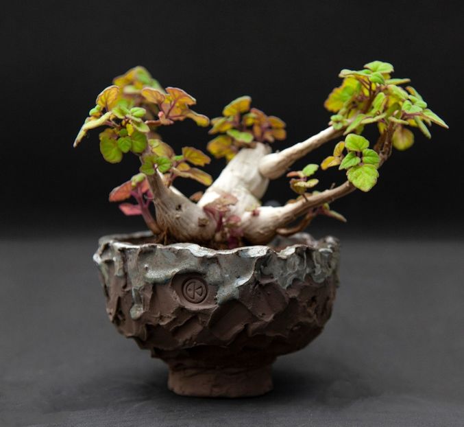 Plectranthus ernstii - Whish list pentru viata urmatoare2